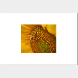 Bee on a sunflower working, macro shot Posters and Art